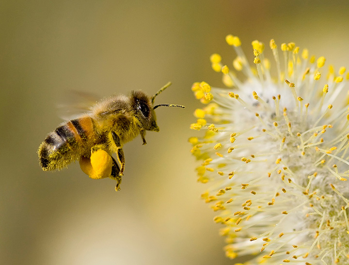 Image of honey bee and wildflower
